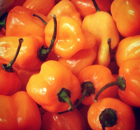 a picture of habaneros