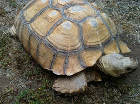 Mrs Fuggles the Tortoise
