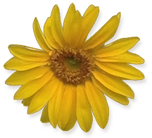 sunflower from my garden
