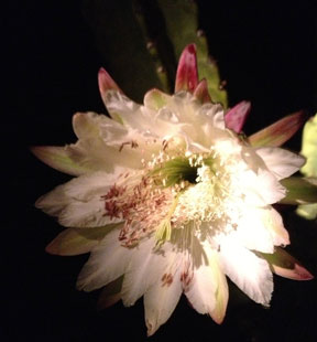 night-blooming cereus from my yard